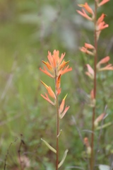 Castilleja subinclusa