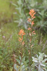 Castilleja subinclusa