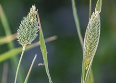 Phalaris minor