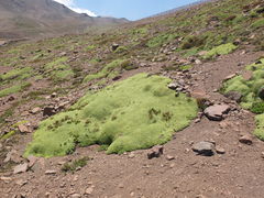 Azorella ruizii