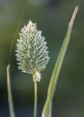 Phalaris minor