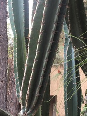 Pachycereae