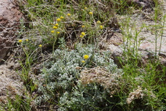 Artemisia nuttallii