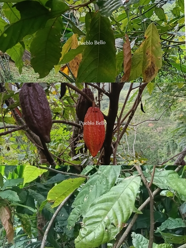 cacao tree