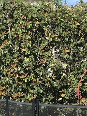 Photinia × fraseri