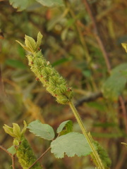 Lavandula viridis, photograph (c) Duarte Frade, some rights reserved (CC BY)
