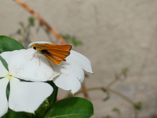 Orange Skipperling