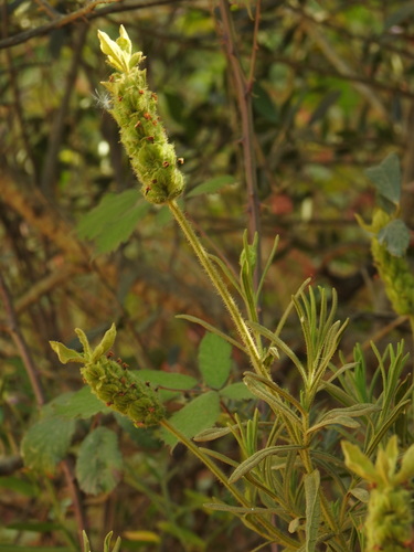 Lavandula viridis, photograph 2