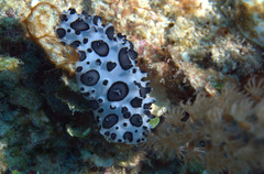 Ceratophyllidia papilligera