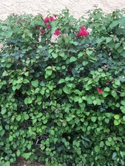 Bougainvillea
