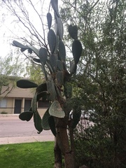 Opuntia ficus-indica