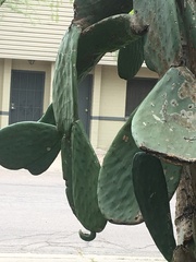 Opuntia ficus-indica