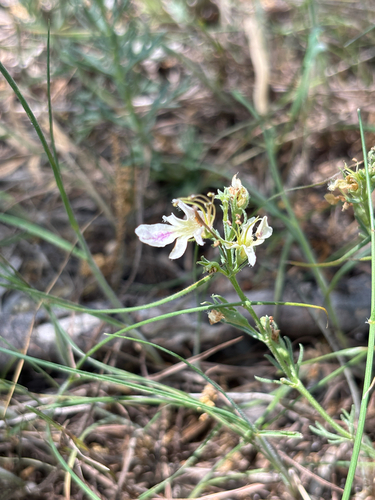 Teucrium laciniatum, photograph 4