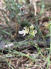 Teucrium laciniatum, photograph (c) Samantha Knight, some rights reserved (CC BY)