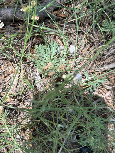 Teucrium laciniatum, photograph 5