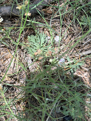 Teucrium laciniatum, photograph (c) Samantha Knight, some rights reserved (CC BY)