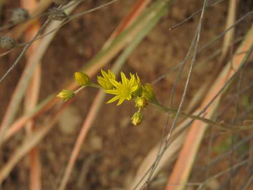 Petrosedum amplexicaule, photograph 2