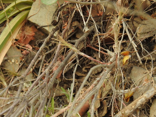 Petrosedum amplexicaule, photograph 3