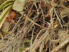 Petrosedum amplexicaule, photograph (c) Duarte Frade, some rights reserved (CC BY)