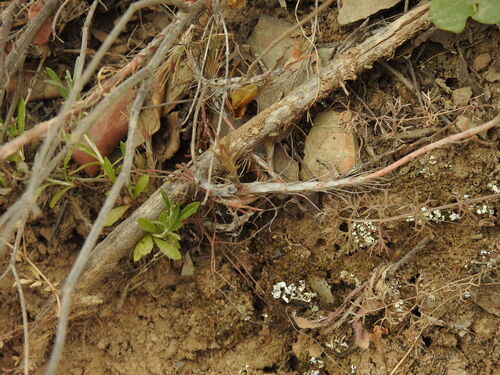 Petrosedum amplexicaule, photograph 1
