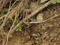 Petrosedum amplexicaule, photograph (c) Duarte Frade, some rights reserved (CC BY)