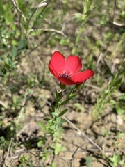 Linum grandiflorum