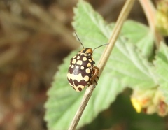 Orsilochides scurrilis