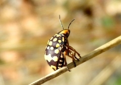 Orsilochides scurrilis