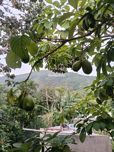 Avocado