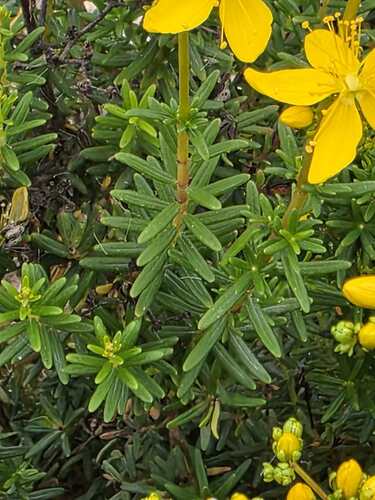 Crowberry-leaved St. John's Wort