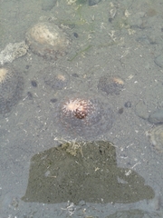Cellana denticulata