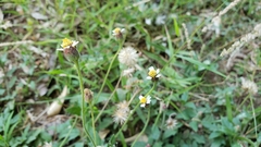 Tridax procumbens