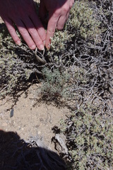 Astragalus toquimanus