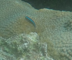 Elacatinus lobeli