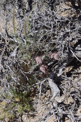 Astragalus toquimanus