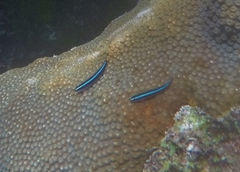 Elacatinus lobeli