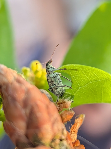 Deer Broad-nosed Weevil, 3723 EA Bilthoven, Netherlands, photo 10 of 10
