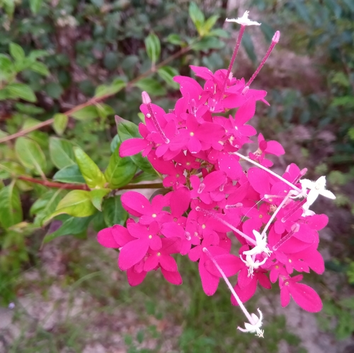 Paracarphalea pervilleana image