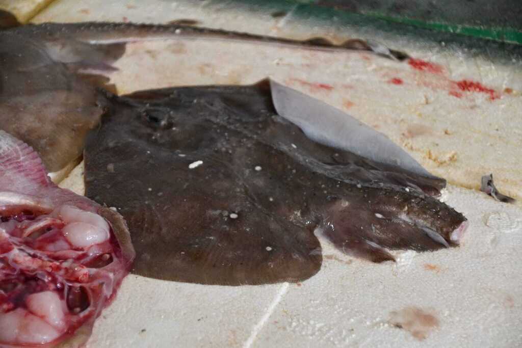 Sandy ray (Leucoraja circularis) — Rajidae