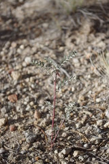 Astragalus toquimanus