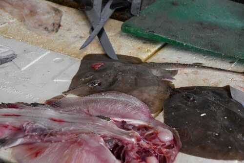 Sandy ray (Leucoraja circularis) — Rajidae — 3
