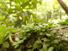 Peperomia berlandieri