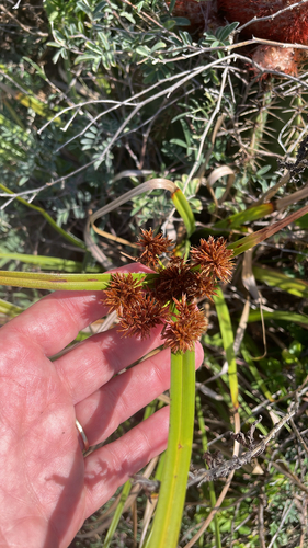 Cyperus planifolius, 2026-05-02