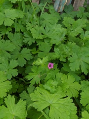 Geranium ocellatum