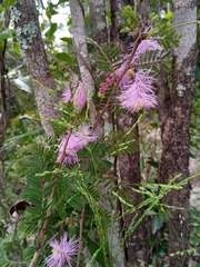 Dichrostachys