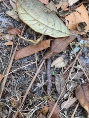 Odontomachus brunneus