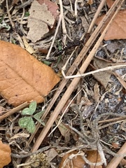 Odontomachus brunneus