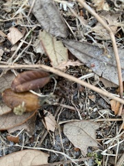 Odontomachus brunneus