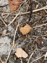 Odontomachus brunneus