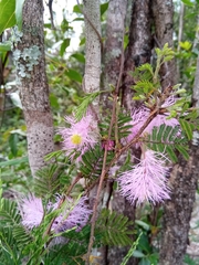 Dichrostachys